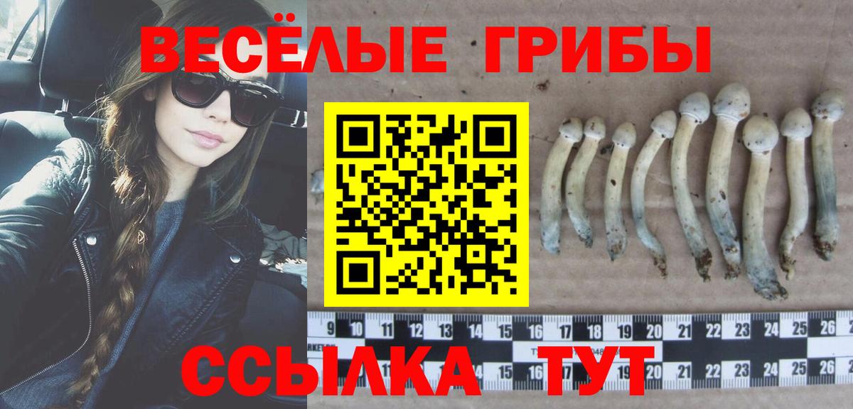 Псилоцибиновые грибы Psilocybe Чапаевск