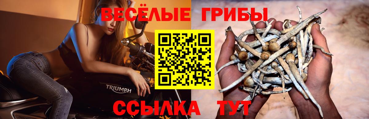 Чапаевск  Галлюциногенные грибы Psilocybine cubensis  Вход с VPN 